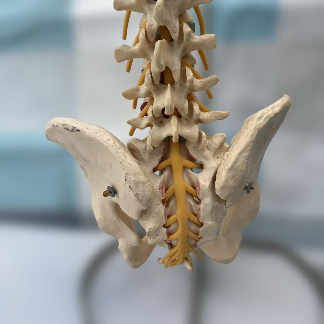 脊椎モデル 約85cm 可動式