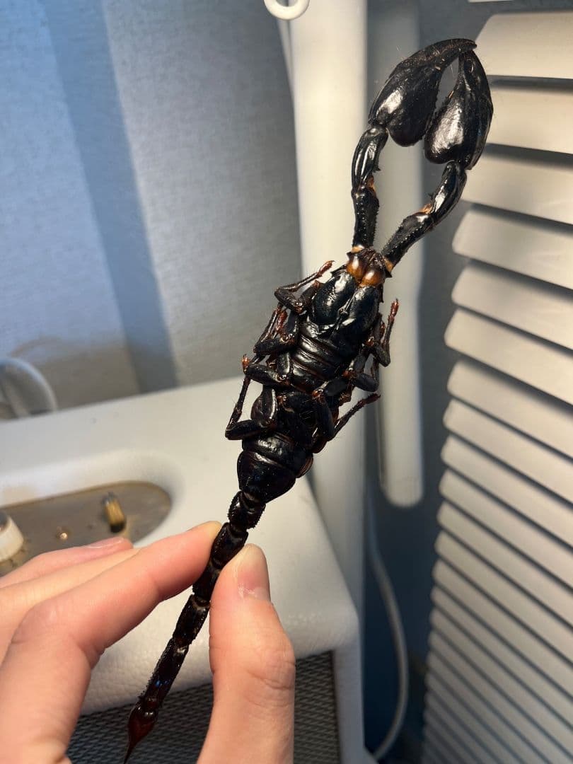 【巨大蠍標本】アジアンフォレストスコーピオン タランチュラ ムカデセンチピードカ