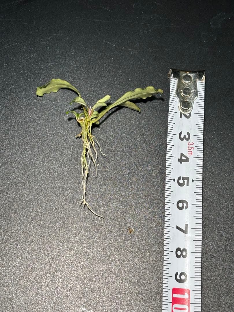 【あばぶです】