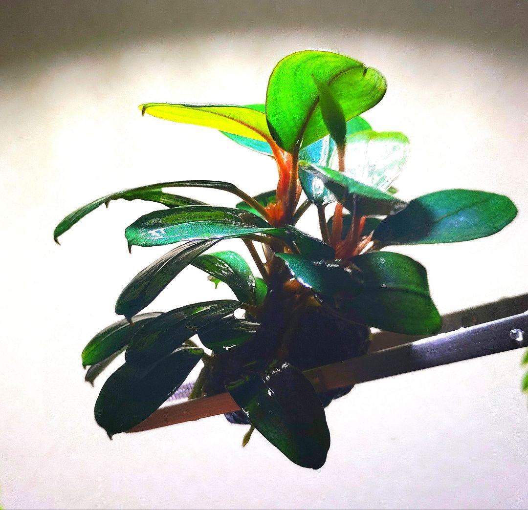 Bucephalandra sp. Black Pearl希少種★美株大株