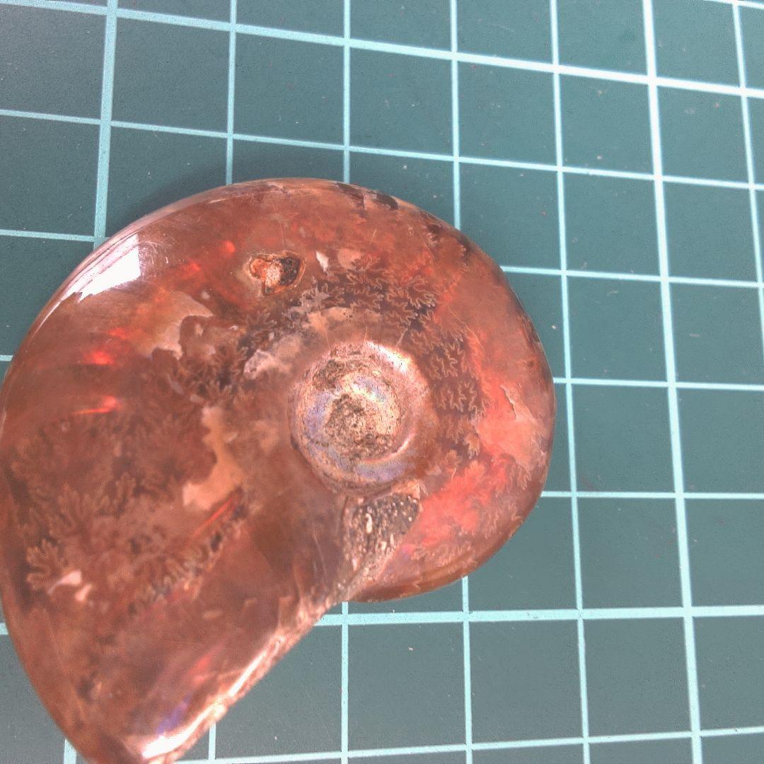 小物１ アンモナイト化石