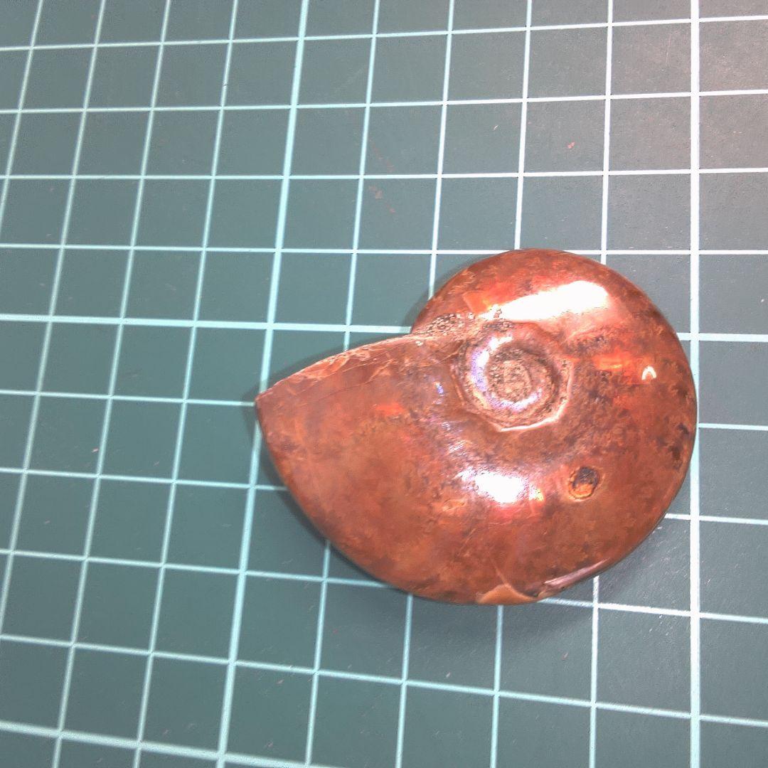 小物１ アンモナイト化石