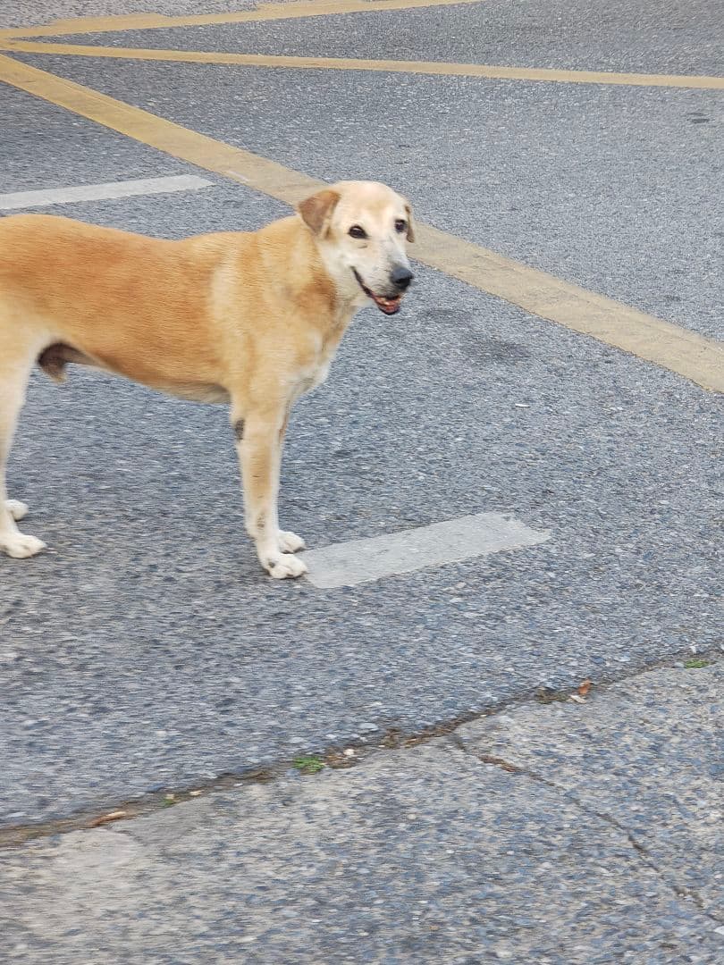 【高級品！】タイのお守りプラクルアン！九尾の狐！金運&恋愛&仕事運がアップ！