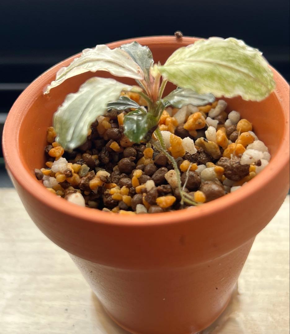 ブセファランドラspピンクバリエガーター