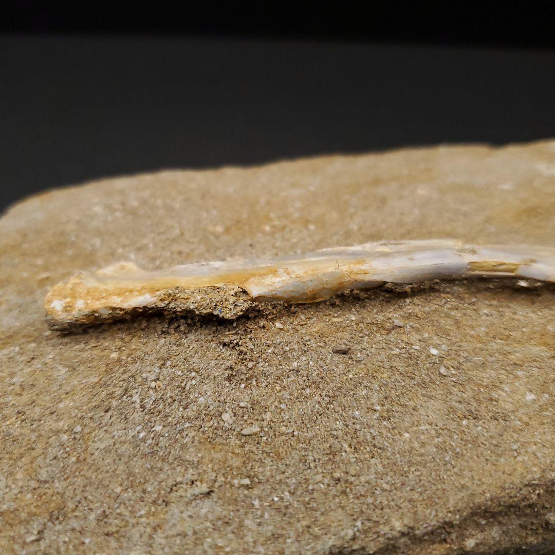 希少 アルシオーネ 骨 化石 本物 モロッコ産 170.29mm yk8