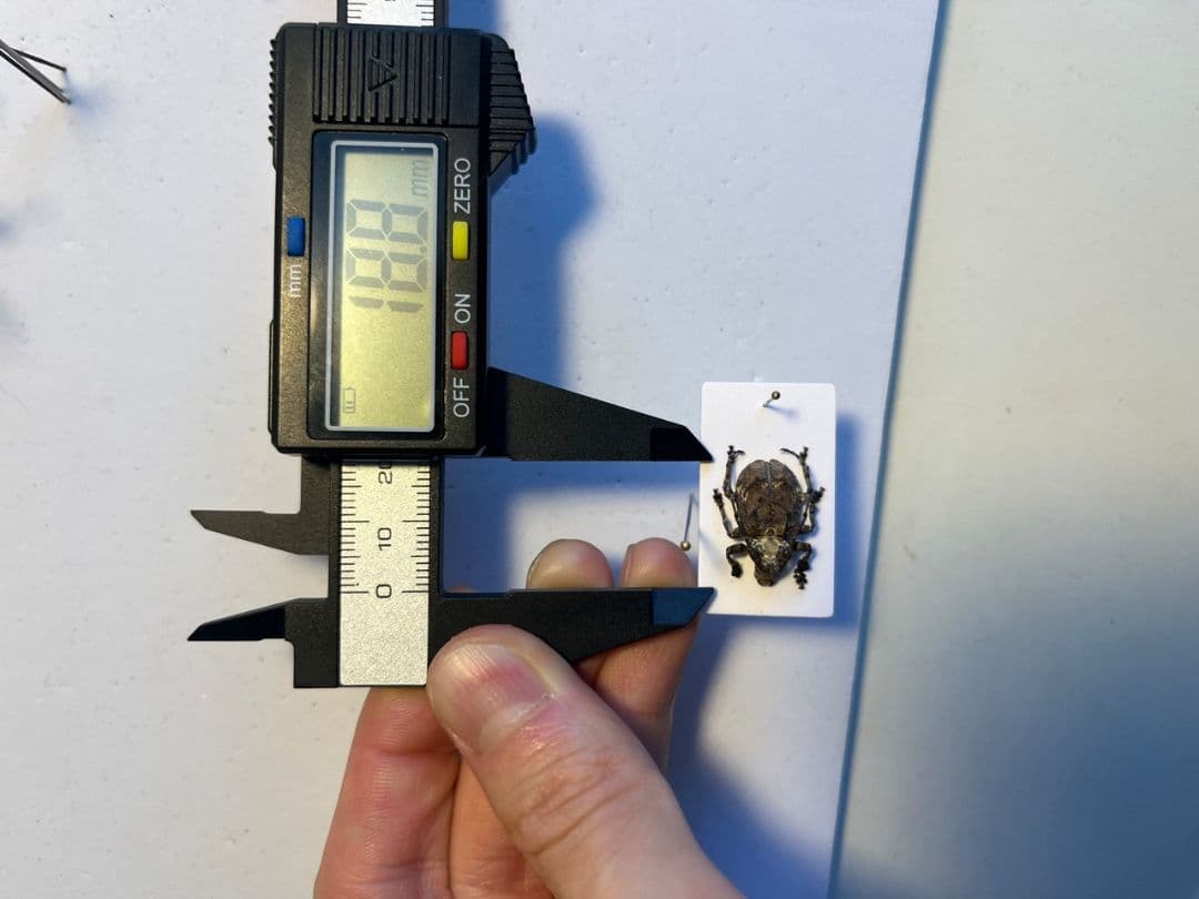 【毒刺甲虫】サソリカミキリ 昆虫標本 Onychocerus ウスバカミキリ