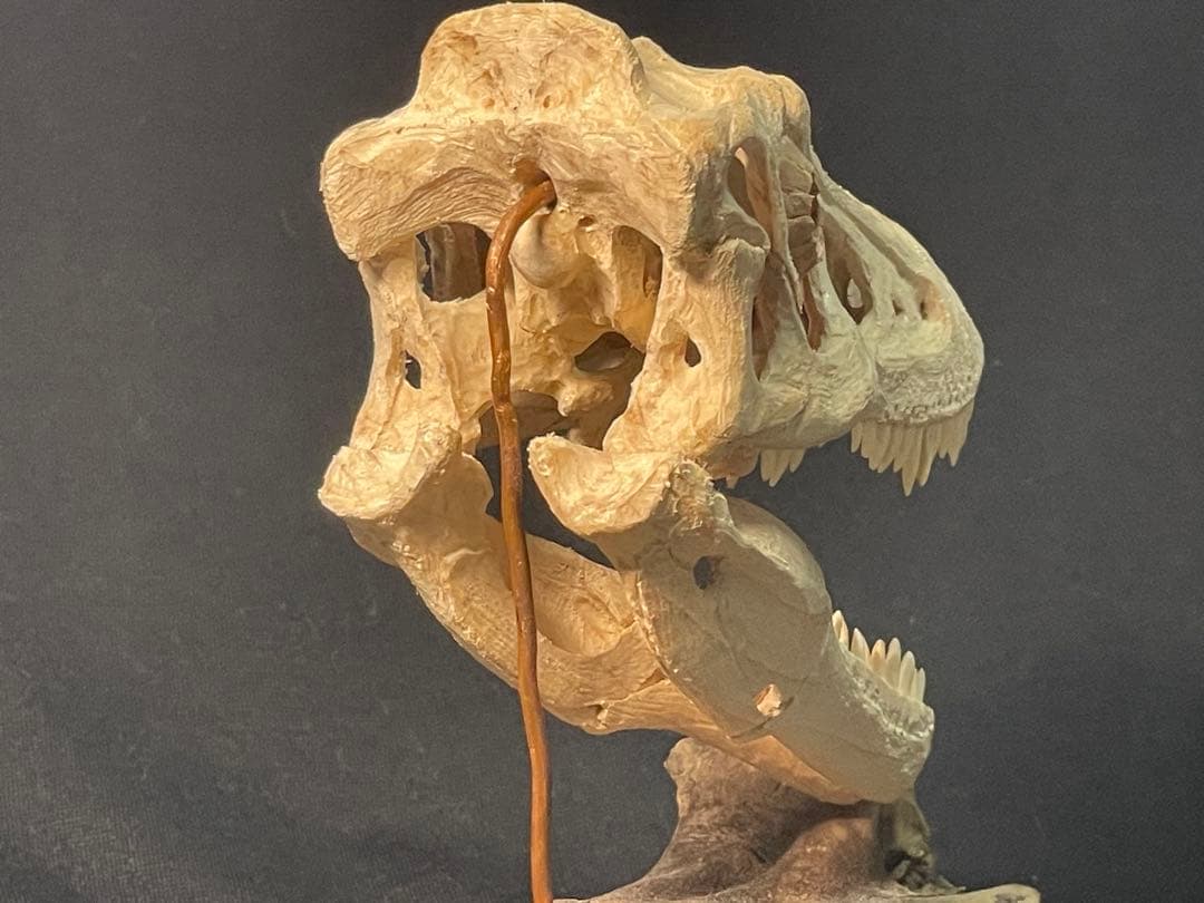 木彫　恐竜　ティラノサウルス　レックス　幼体　頭骨模型　11cm