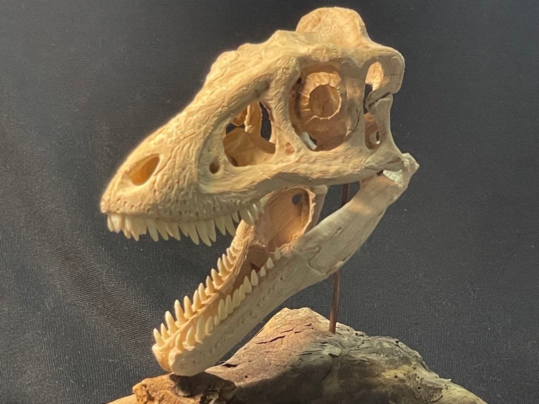 木彫　恐竜　ティラノサウルス　レックス　幼体　頭骨模型　11cm