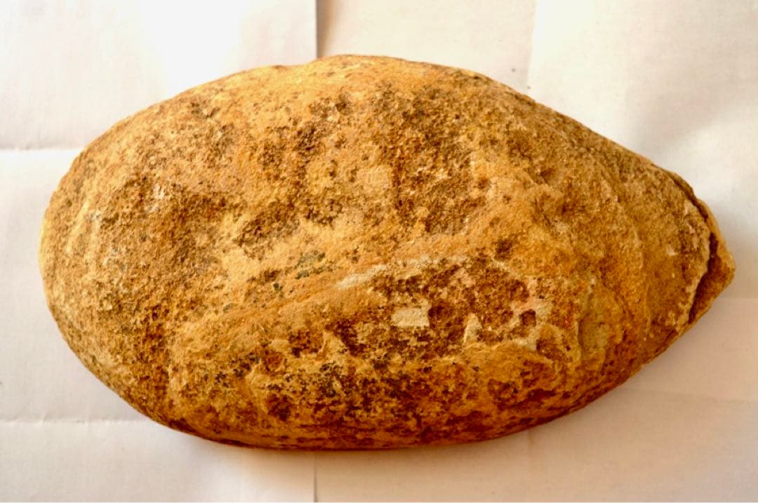 ブラジル・セアラ州産、一億数千万年前の獰猛な絶滅古代魚、ヴィンクティフェルの化石