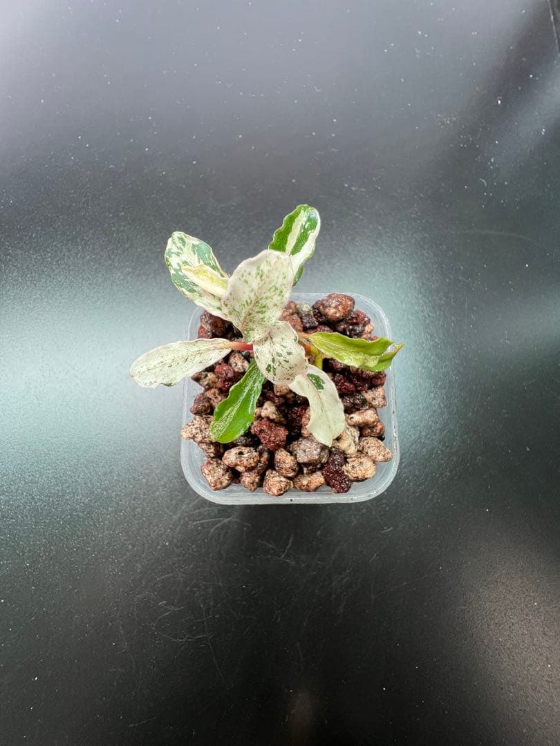 水草 Bucephalandra sp. Variegata