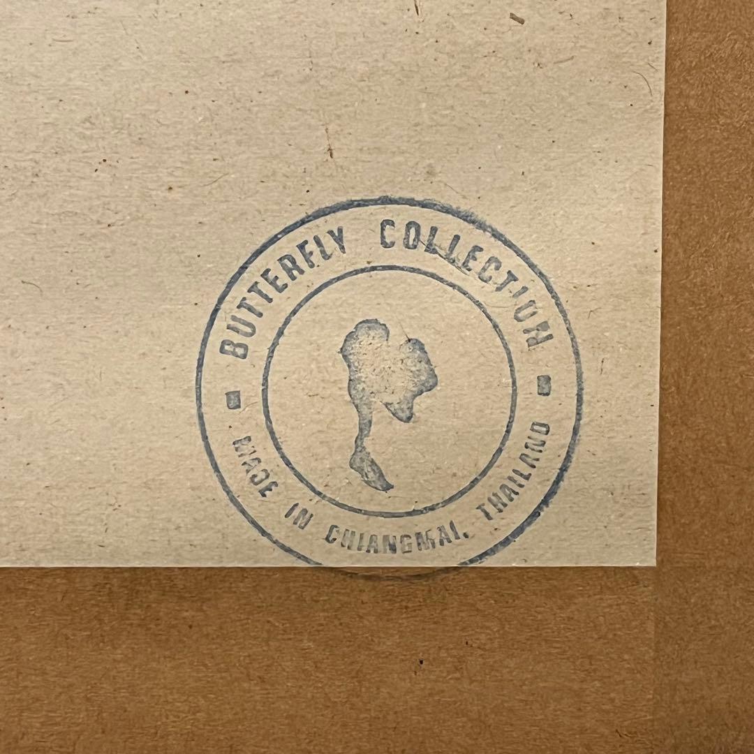 大型 昆虫標本 フレーム アトラス蛾 蝶標本 額装