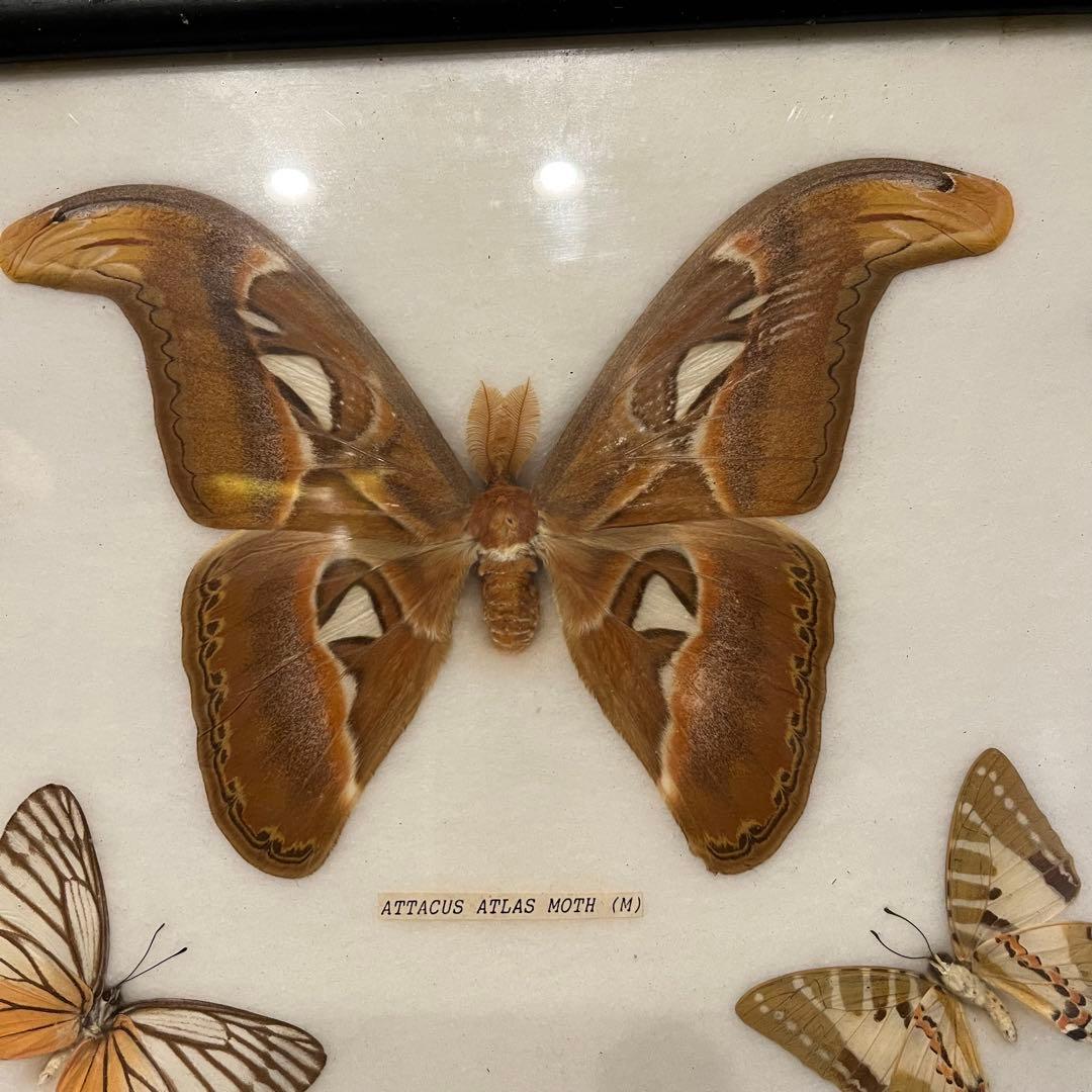 大型 昆虫標本 フレーム アトラス蛾 蝶標本 額装