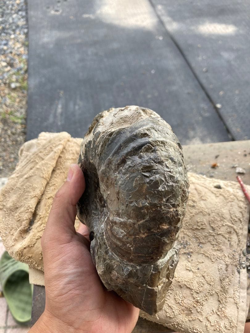 アンモナイト　パキ　化石　夏休み　自由研究