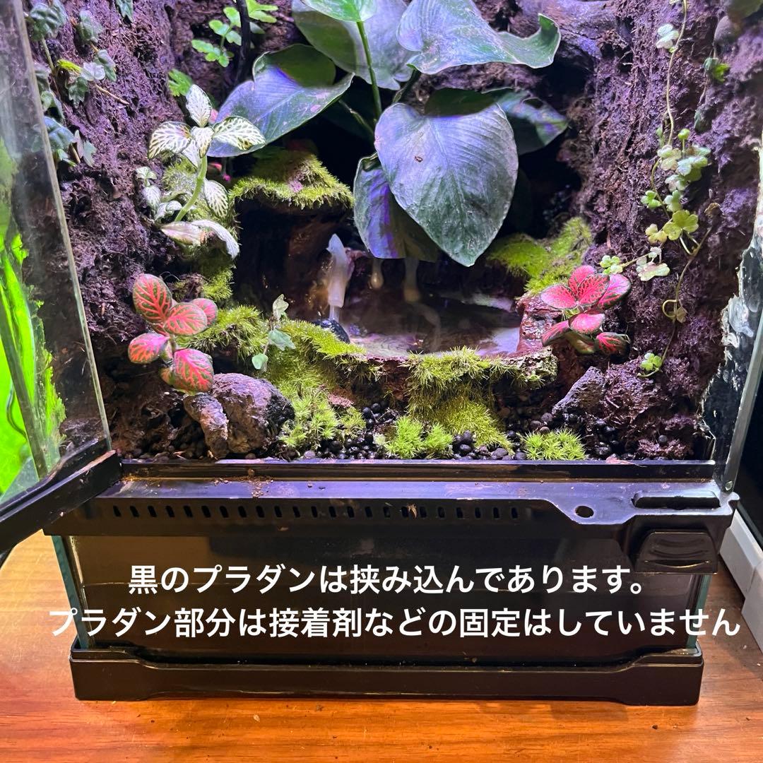 【最終値下げ】レイアウト水槽 イモリウム カエルリウム