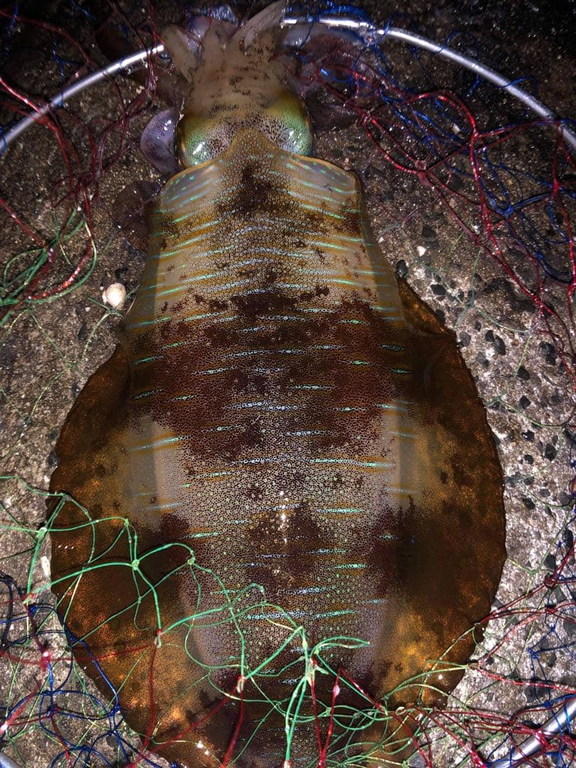 BB-X Larissa C3000DHG スピニングリール