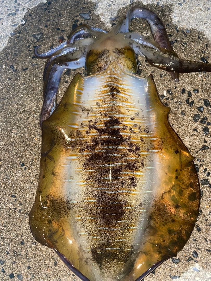 BB-X Larissa C3000DHG スピニングリール