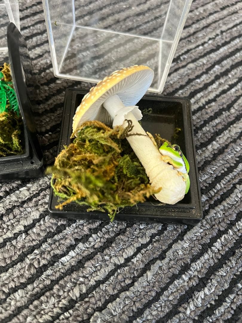 爬虫類　両生類　コレクション