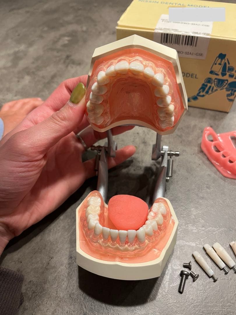 ニッシン 歯科模型 額模型 歯科衛生士 NISSIN デンタルモデル