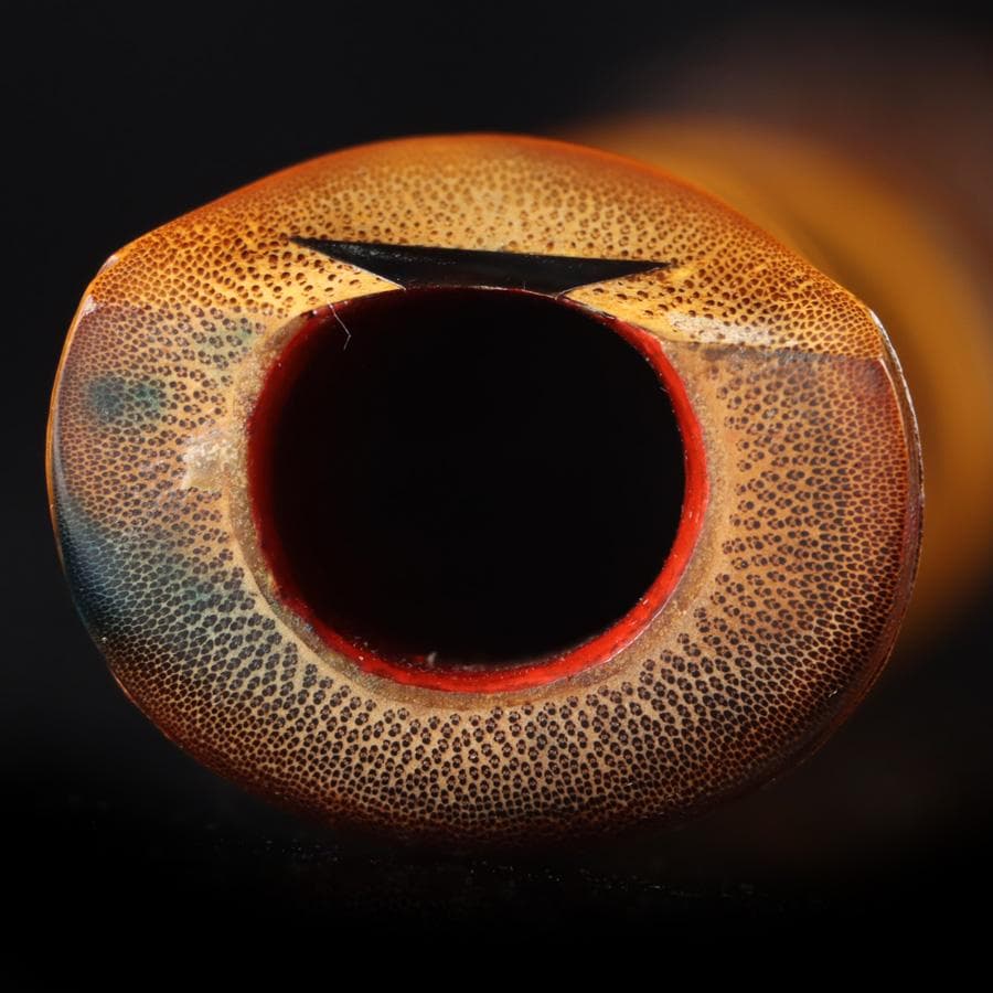 Y3273-3 琴古流 尺八 隆風銘 銀三線 全長48㎝ 竹製 　EE