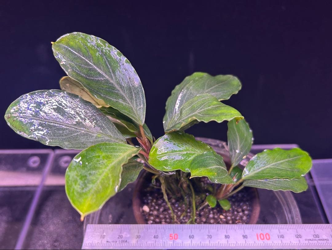 【TB便】Bucephalandra sp.Pearl gray 群生水上育成株