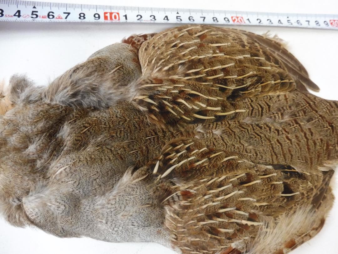 パートリッヂのケープ