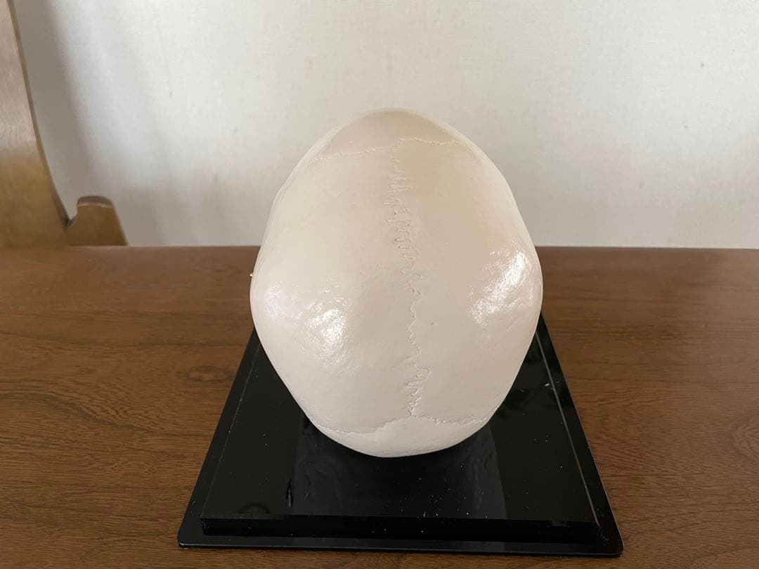 NISSIN 歯牙取外し可能 頭蓋骨模型