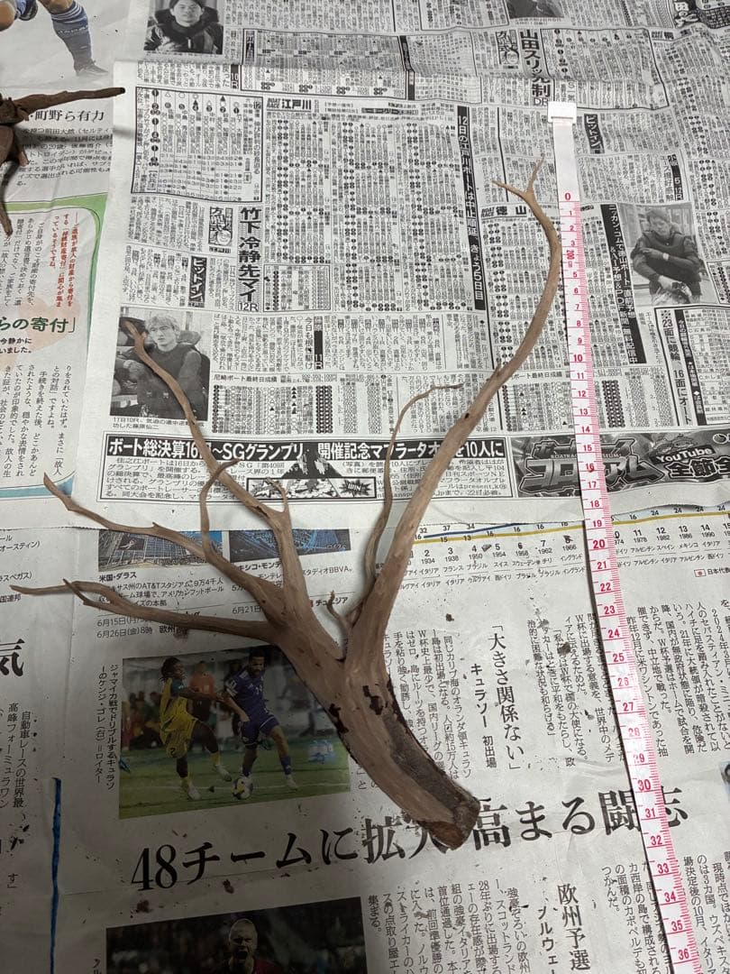 【沈下処理済み】ブラックスマトラブランチウッド