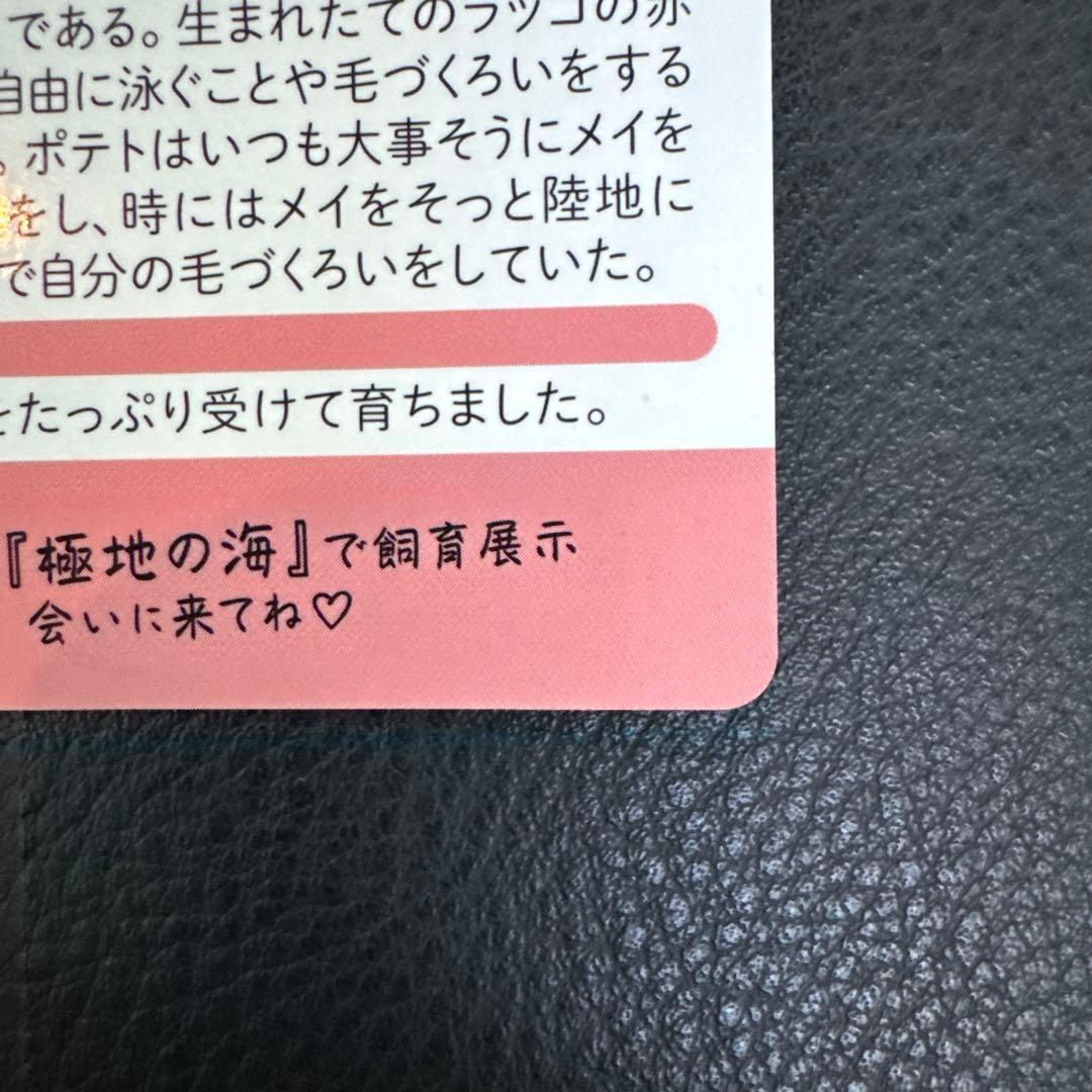 最安値‼️ 鳥羽水族館　コレクションカード　70周年記念　ラッコ　メイ　レア