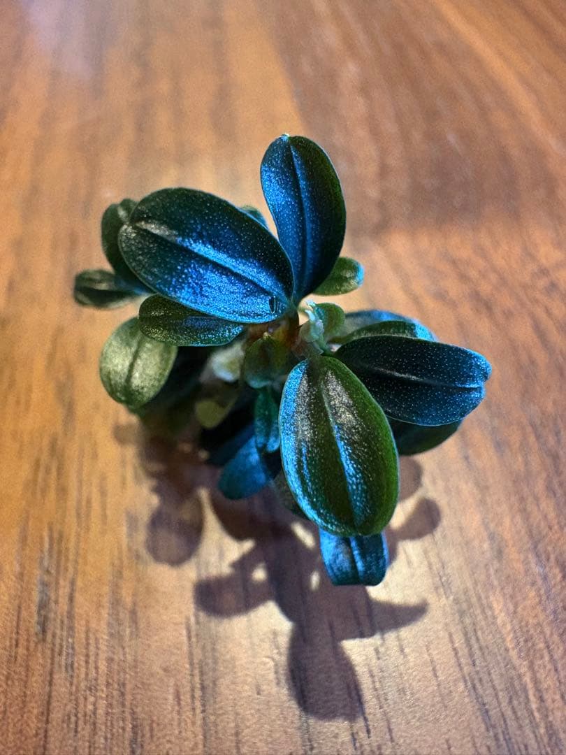 ブセファランドラsp.クダガンミニラウンドsp. kedagang 3株