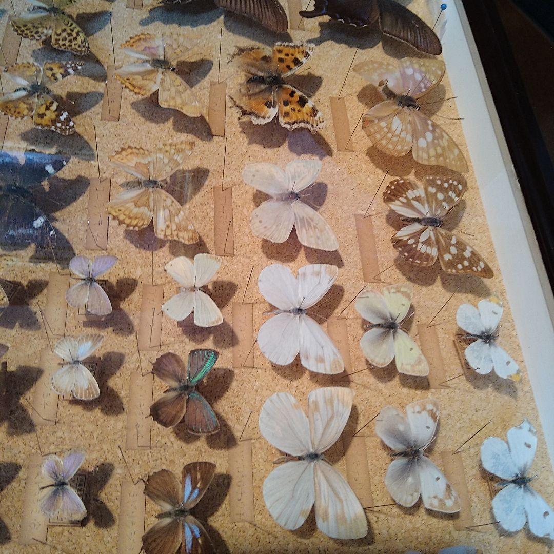 蝶の標本 木製箱(ガラス)52✕42✕6cm