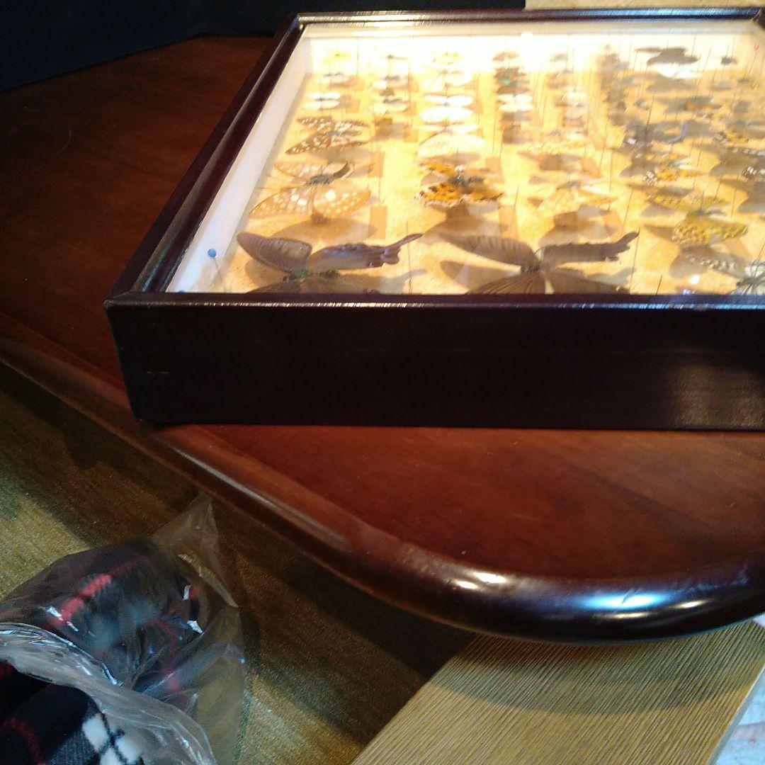 蝶の標本 木製箱(ガラス)52✕42✕6cm