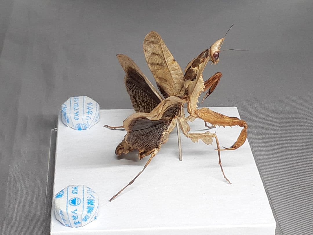マオウカレハカマキリ雌　立体標本　魔王枯葉　ラスト１