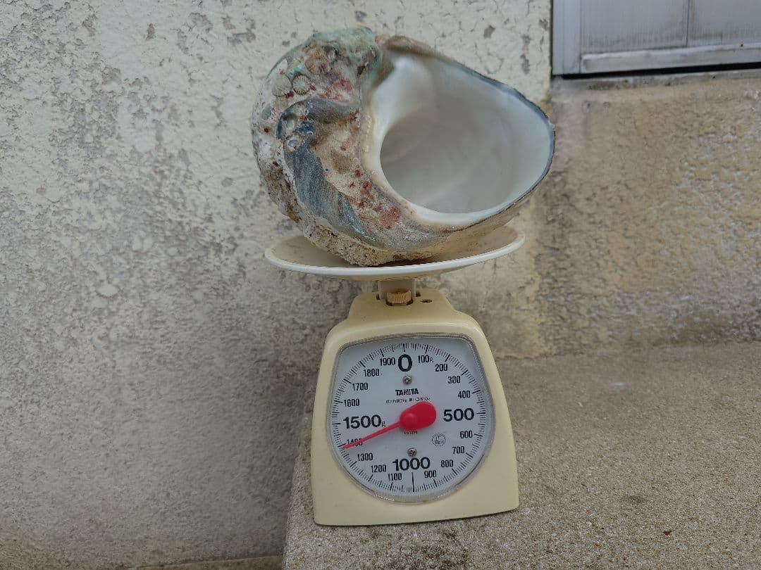 ☆貝☆貝殻☆標本☆　夜光貝×12個