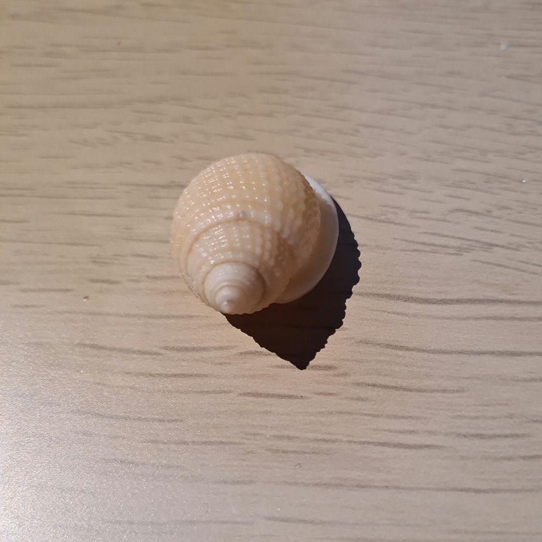 貝殻 Oocorys Lussii