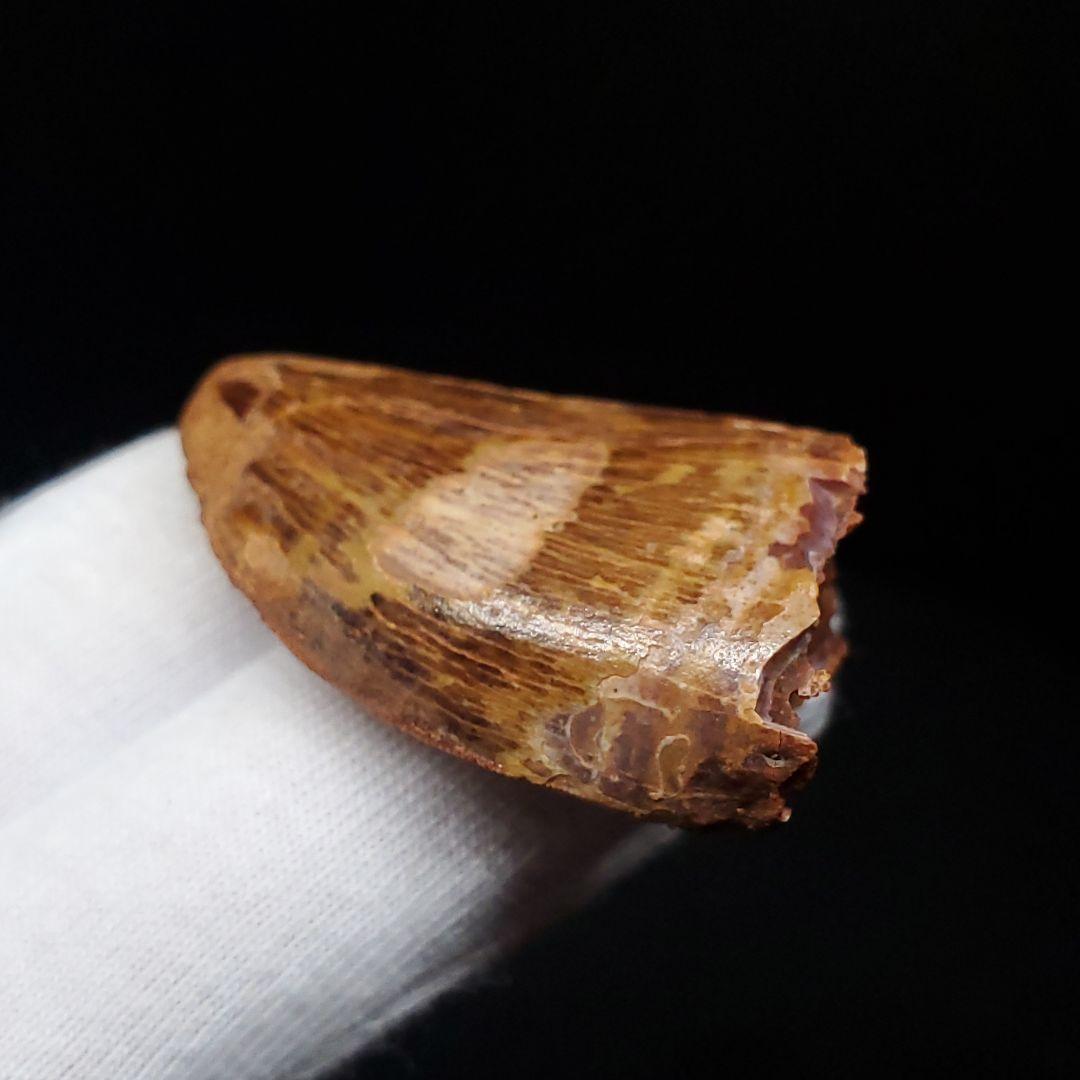 美品 カルカロドントサウルス 歯 化石 本物 42.08mm fca7