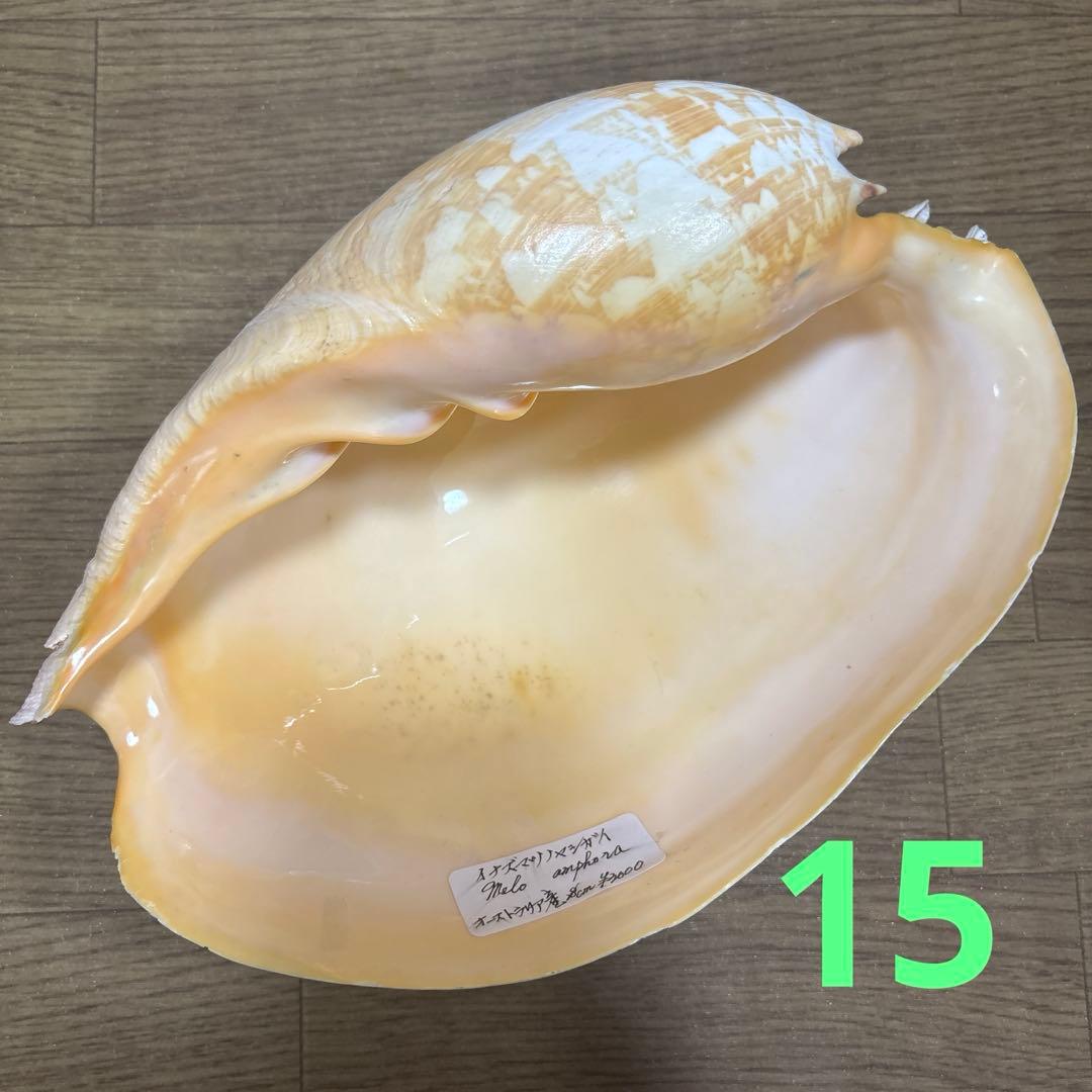 Meyo 7175　　貝殻10点