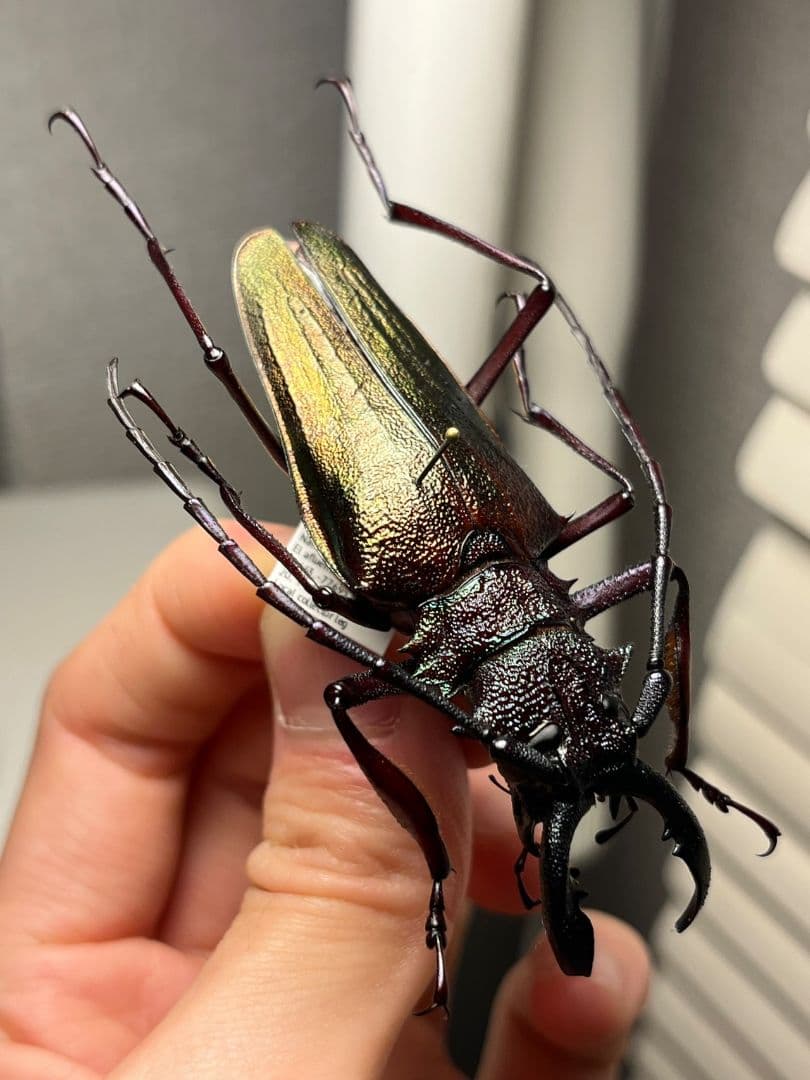 【70mm】ルリオニカミキリ ムラサキオニノコギリカミキリ 昆虫標本