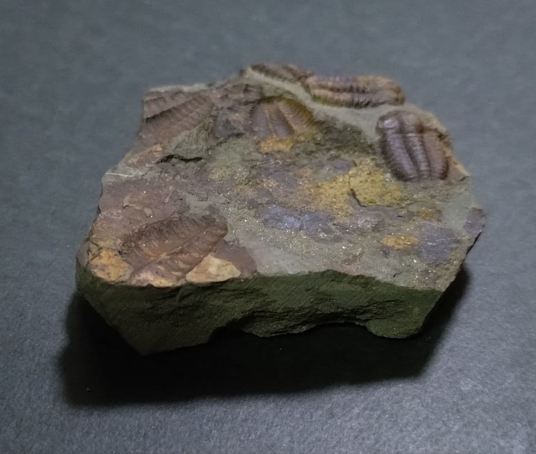 【カンブリア紀】チェツェ産　三葉虫 エリプソセファルス・ホッフィの群集化石