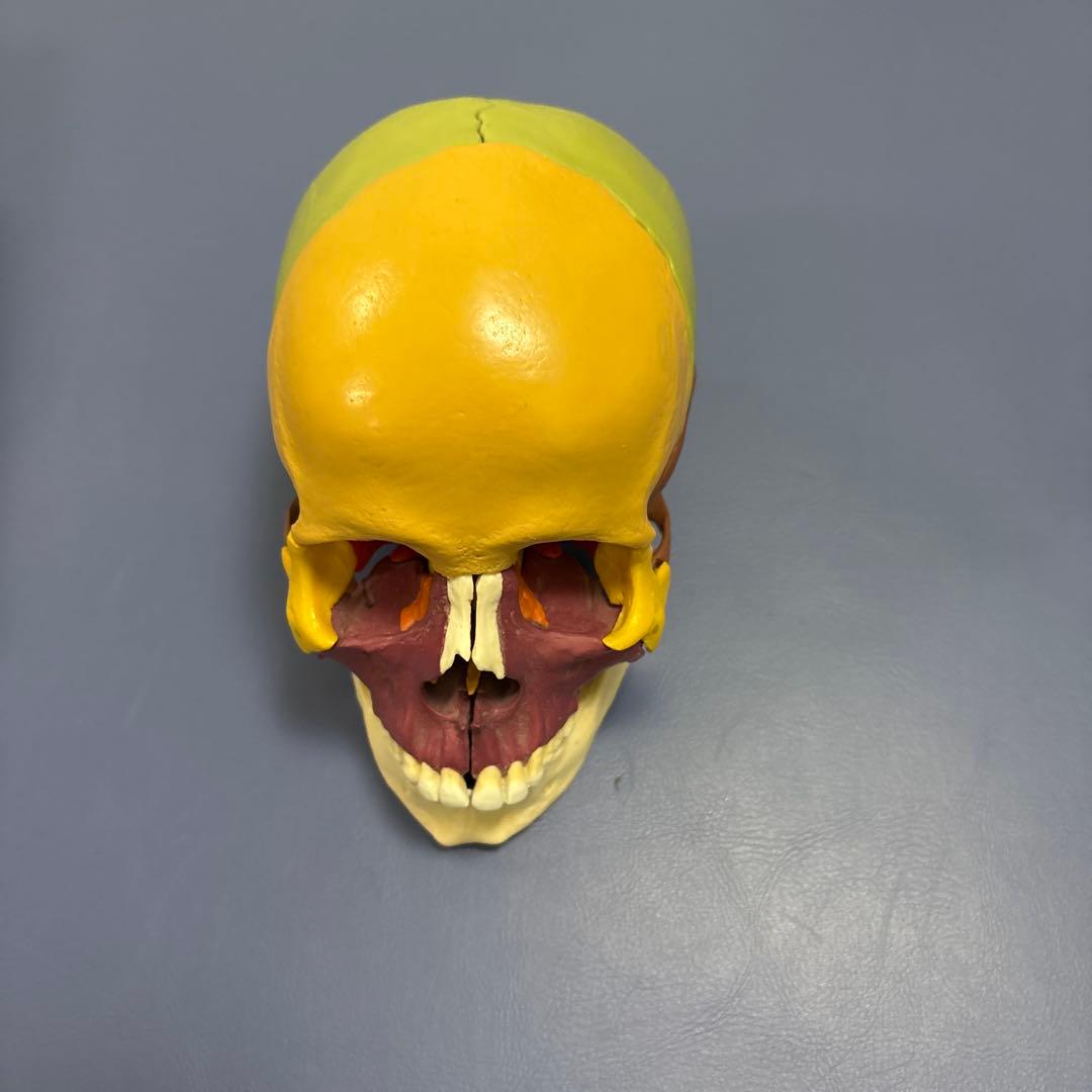 somso 頭蓋骨模型