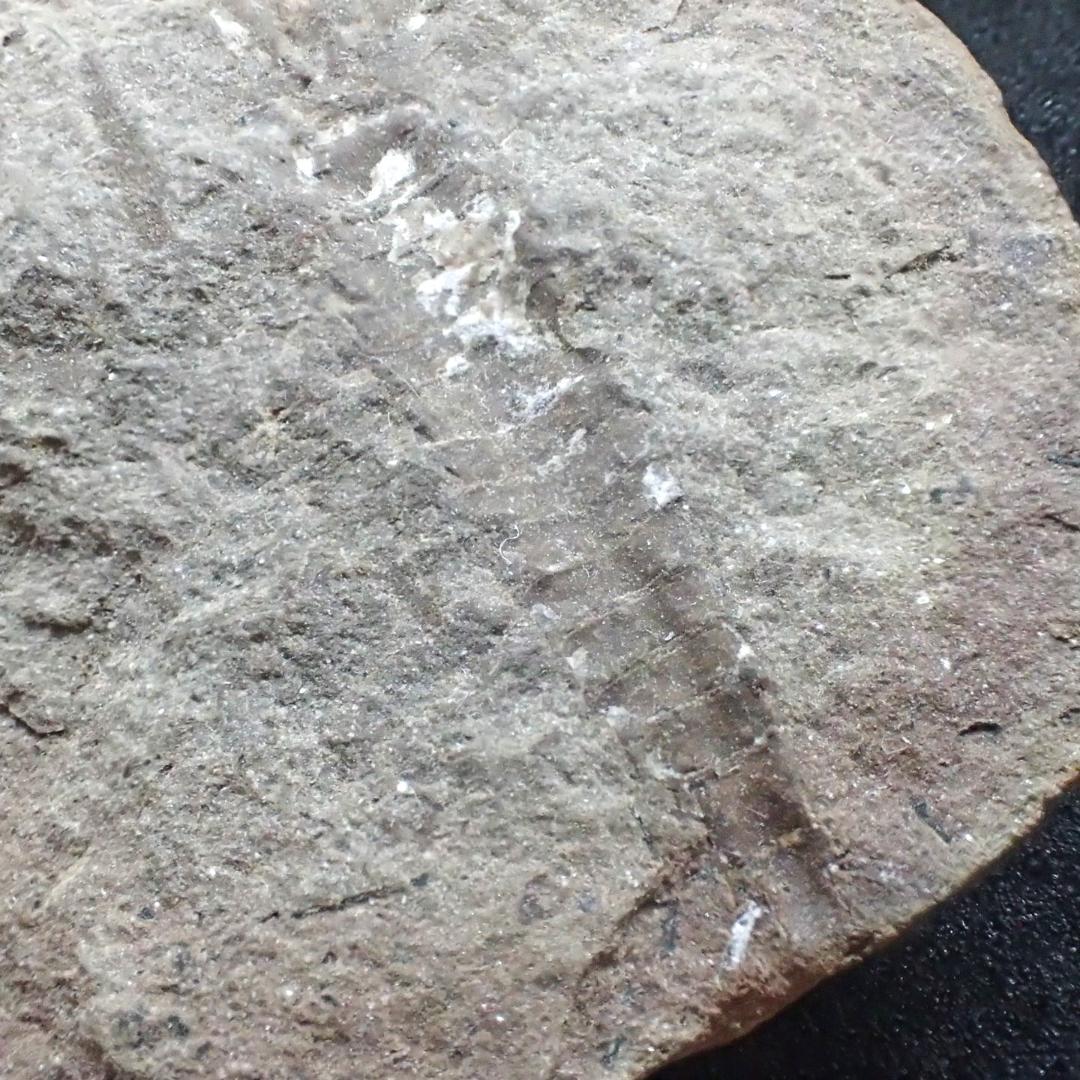 メゾンクリークの化石　１級品　アカンソテルソン　本物保証