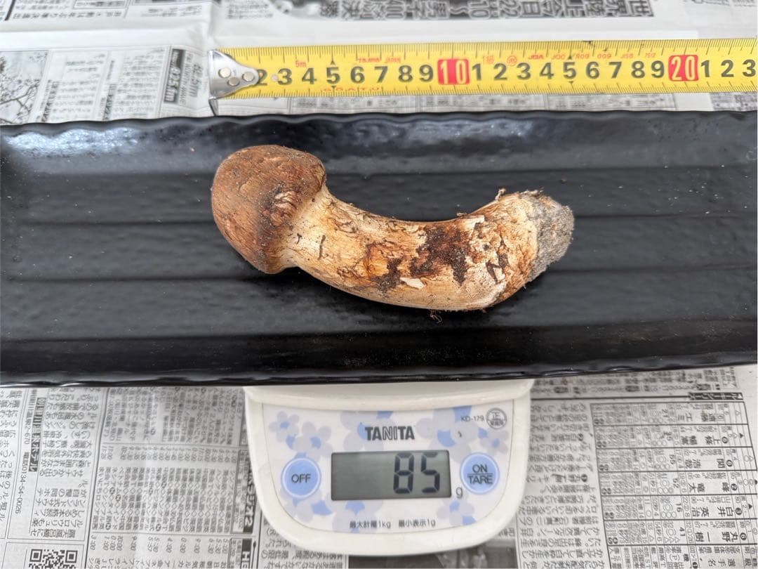 松茸　北海道　550g 送料込　②