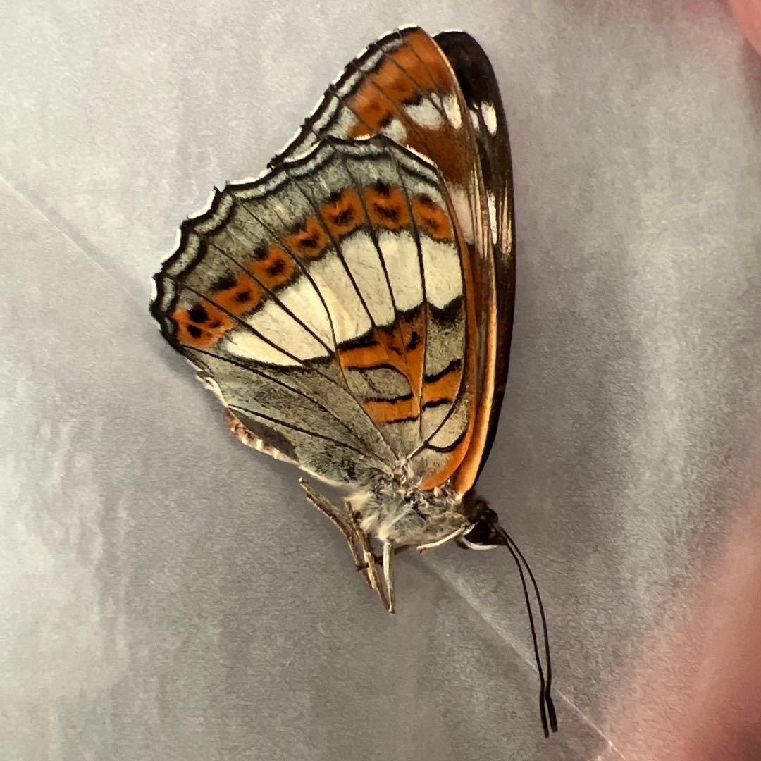 オオイチモンジチョウ　モンゴル産9頭セット