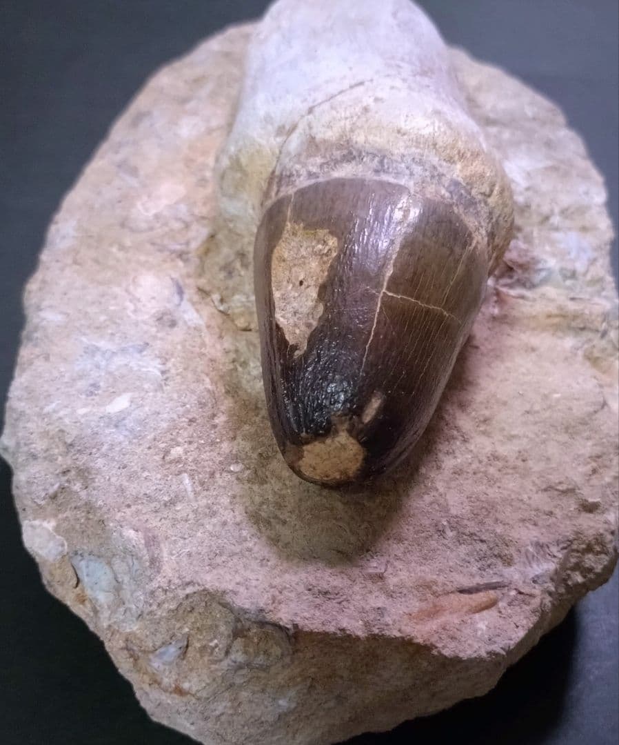 【特大プログナソドン】モササウルスの歯14cmオーバー1.8kg歯根岩盤付