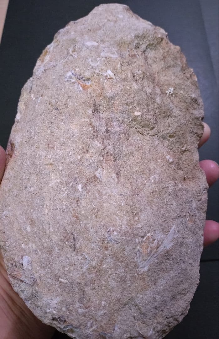 【特大プログナソドン】モササウルスの歯14cmオーバー1.8kg歯根岩盤付