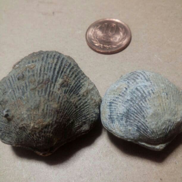 貝の化石