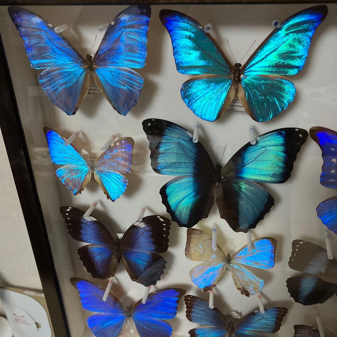 ギラギラモルフォ達