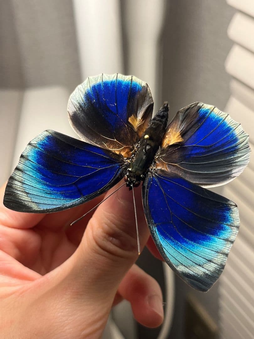 アグリアスベアティフィカラカウメイ ♂　ペリクレスミイロタテハ 蝶標本 昆虫