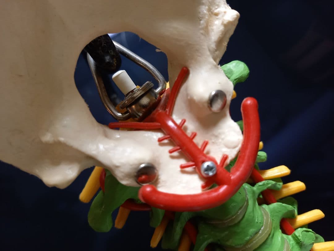 スタンド付き脊柱模型　骨格模型　椎骨　神経付　ドイツ製作品