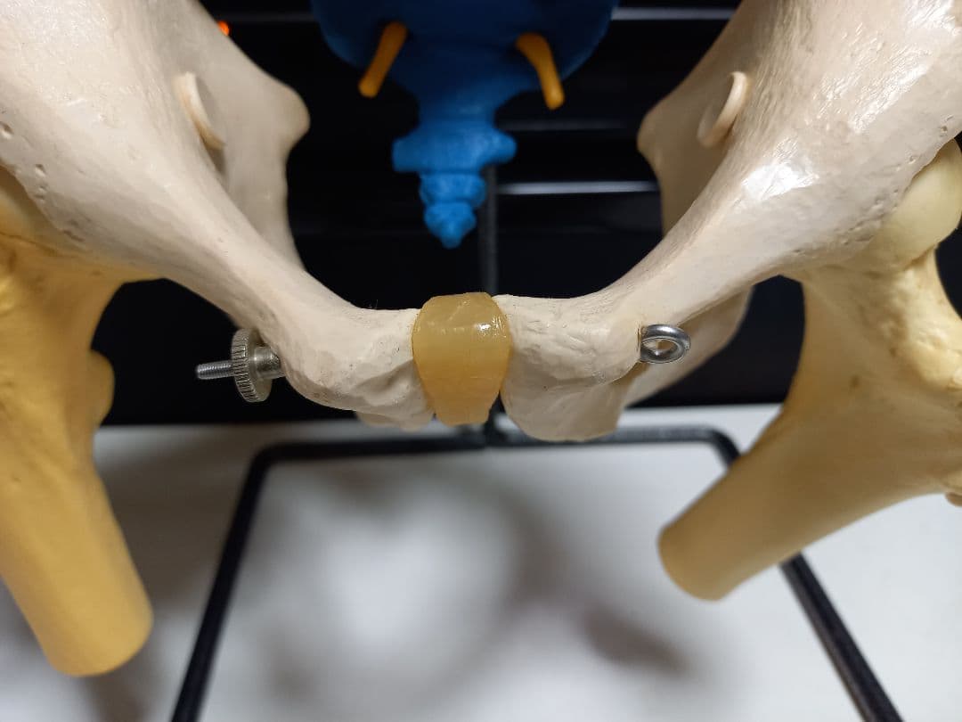 スタンド付き脊柱模型　骨格模型　椎骨　神経付　ドイツ製作品