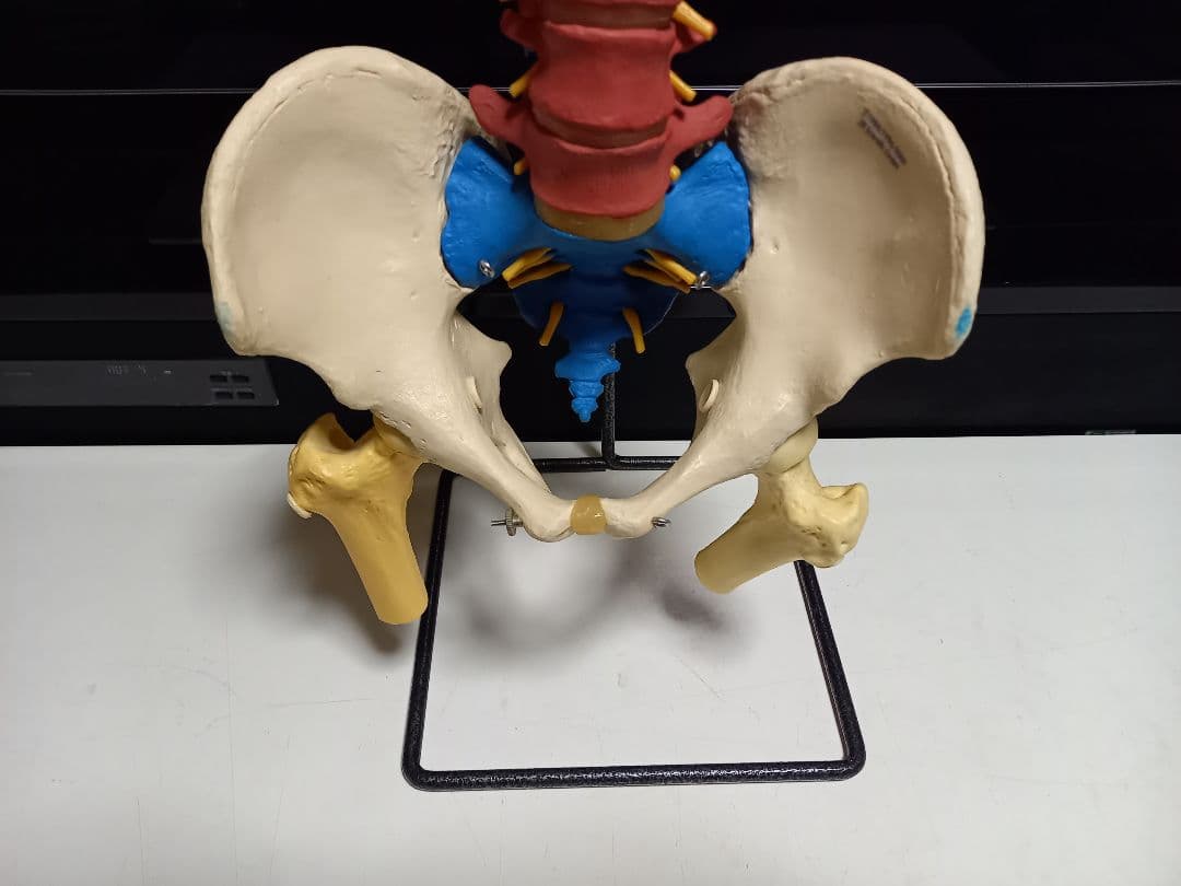 スタンド付き脊柱模型　骨格模型　椎骨　神経付　ドイツ製作品
